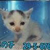 ちっちゃい子猫達！家族を待ってます(;_;) サムネイル6