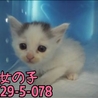 ちっちゃい子猫達！家族を待ってます(;_;) サムネイル7