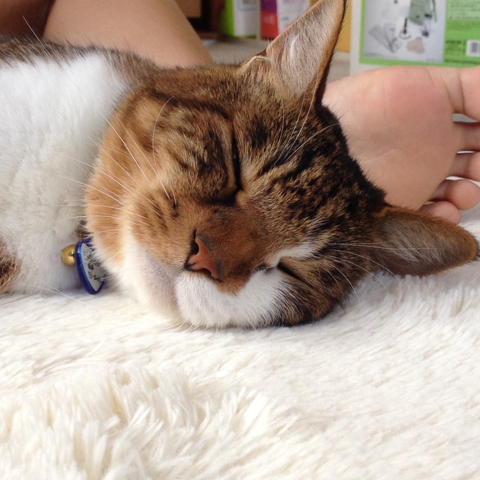 しまのすけのカバー写真