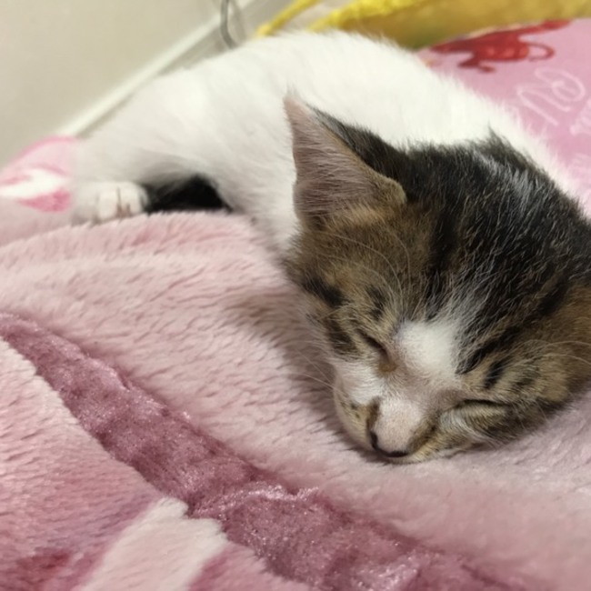 さくすけくんのカバー写真