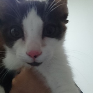 子猫の里親募集！