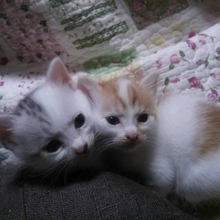 子猫差し上げます！