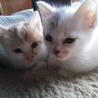 子猫差し上げます！ サムネイル2