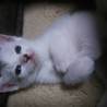 子猫差し上げます！ サムネイル4