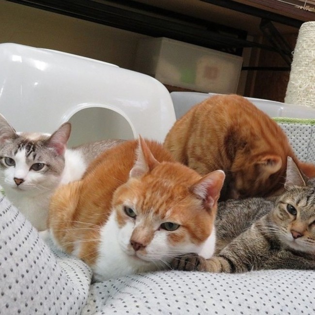 NPO法人 Smile catのカバー写真