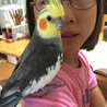 素引きで飼った荒鳥を1年掛けて手乗りと口笛覚えさせました！