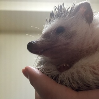 里親さんが決定しました