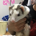 フェレット２匹 
