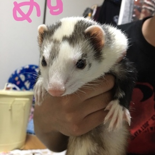 フェレット２匹 