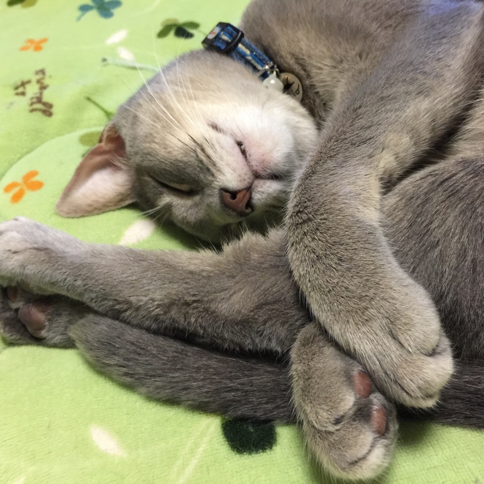 ソラ（蒼）のカバー写真