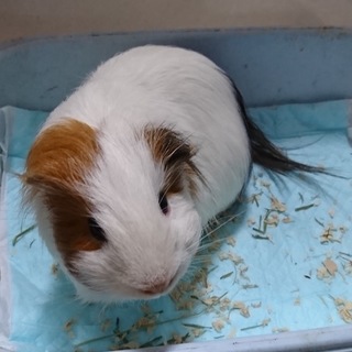 ただいま交渉中