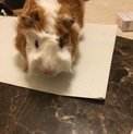 モルモット里親募集