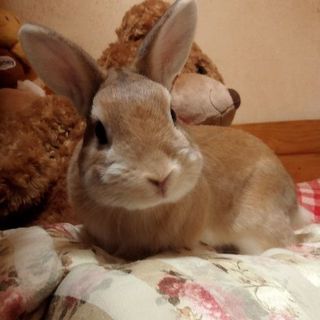 保護うさぎ/アトムくん