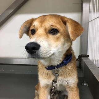 人馴れしている垂れ耳激かわMIXちゃ太郎くん