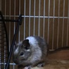 デグー４匹募集です！よろしくお願いします。 サムネイル3
