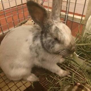 保護うさぎ/モーちゃん