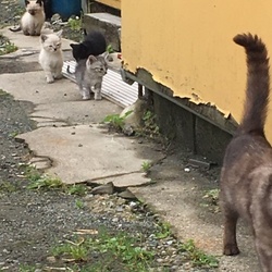 野良猫親子の保護について。