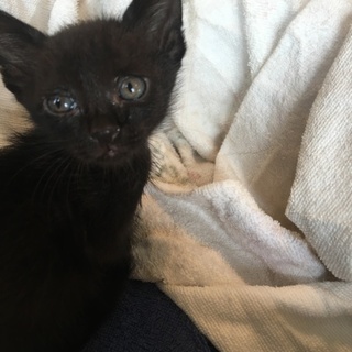 子猫430g 黒