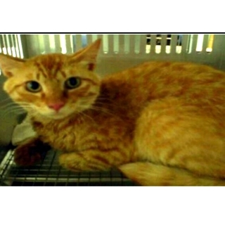 ありがとうございます(;_;)