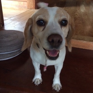 穏やかなビーグル、おもちちゃん