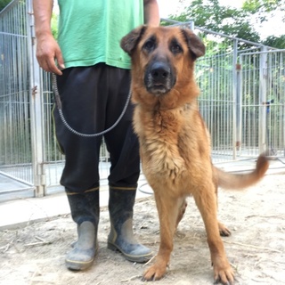 ジャーマンシェパードの女の子