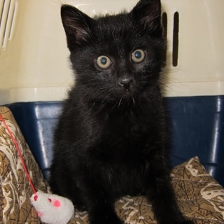 1.5カ月の真っ黒な男の子