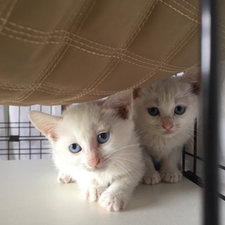 可愛い～白ちゃん姉妹です