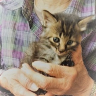 仔猫の里親募集