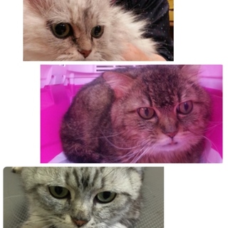 置き去り親子猫3匹