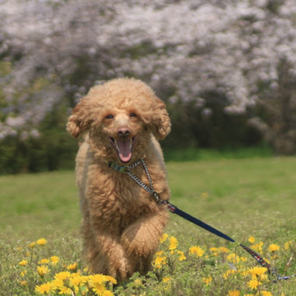 つくしのカバー写真