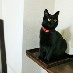 「蚊の季節になりました。」サムネイル2