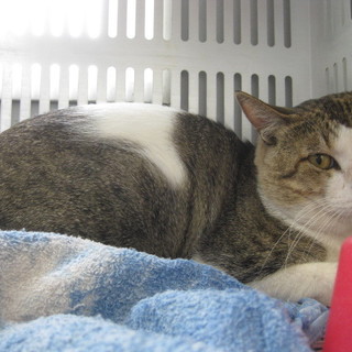 キジトラの男の子の収容期限は6月20日です！