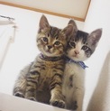 生後2ヶ月ほどの仲良し兄妹の子猫
