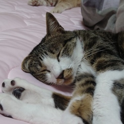 しまむらの虜に