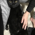 《福岡県》黒猫しょうたくん 里親募集