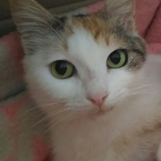 ミケ猫のあきちゃんです。