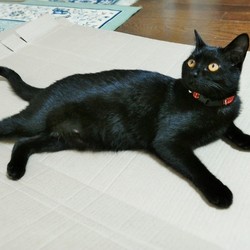 「蚊の季節になりました。」サムネイル3