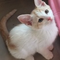 白茶子猫ちゃん