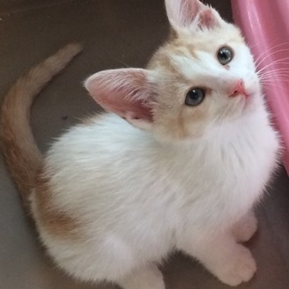 白茶子猫ちゃん