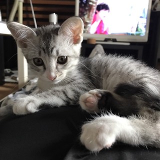 ２ヶ月 サバトラ