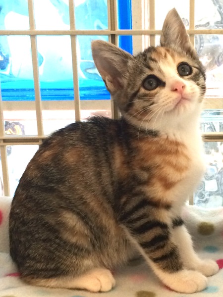 キジミケ子猫ちゃん 大阪府 猫の里親募集 ペットのおうち 月間利用者150万人 キジミケ子猫ちゃん 大阪府 猫の里親募集 ペットのおうち 月間利用者150万人
