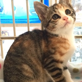 キジミケ子猫ちゃん