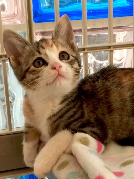 キジミケ子猫ちゃん 大阪府 猫の里親募集 ペットのおうち 月間利用者150万人 キジミケ子猫ちゃん 大阪府 猫の里親募集 ペットのおうち 月間利用者150万人