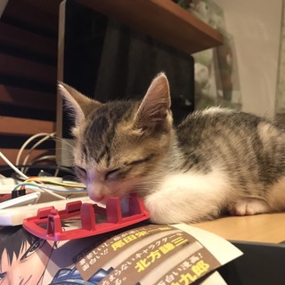 ２ヶ月 キジトラ白