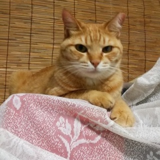 茶トラ、人の手に手を重ねて安心する子です