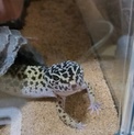 ヒョウモントカゲモドキ里親募集です。