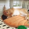 お昼寝