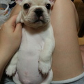 フレンチブルドッグの子犬