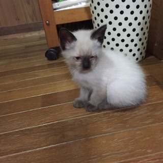 里親募集しています。お願いします。