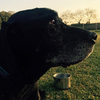 シニア黒ラブラドールの男の子。よくお読みください